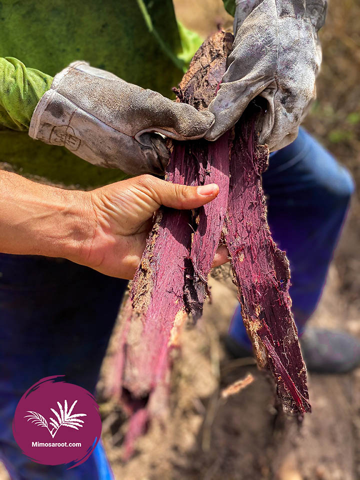 Freshly harvested Mimosa Hostilis Inner root bark