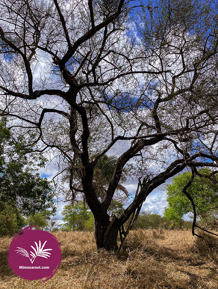 Mimosa hostilis, a mysterious tree
