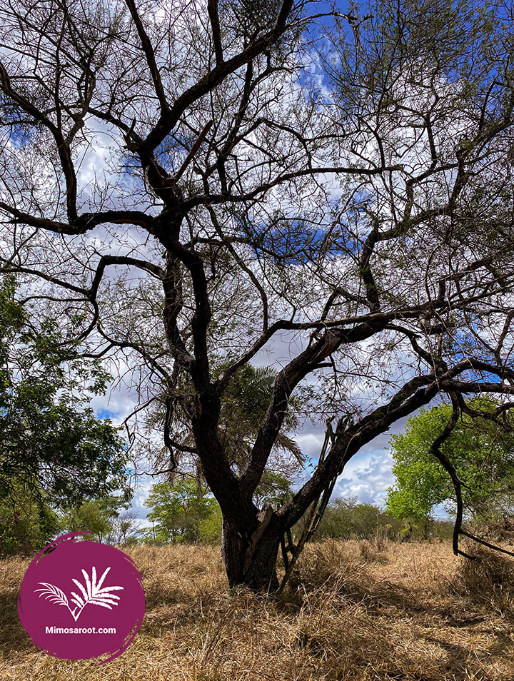 Mimosa Hostilis root bark tree brazil big