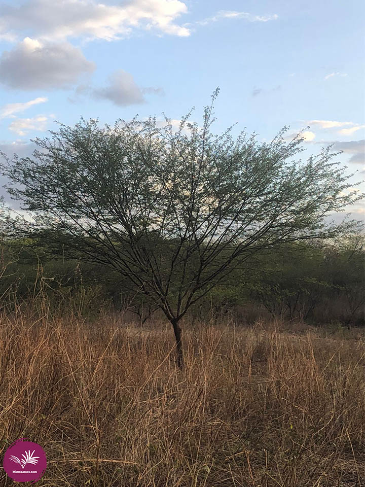 Mimosa tenuiflora Jurema Preta tree