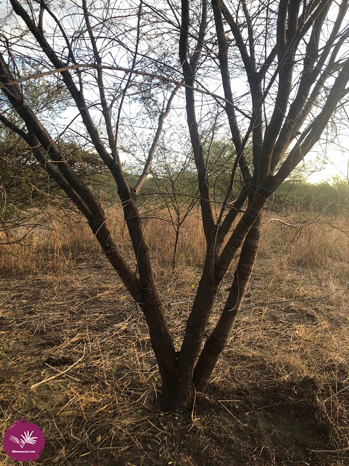 Mimosa Hostilis tree upclose