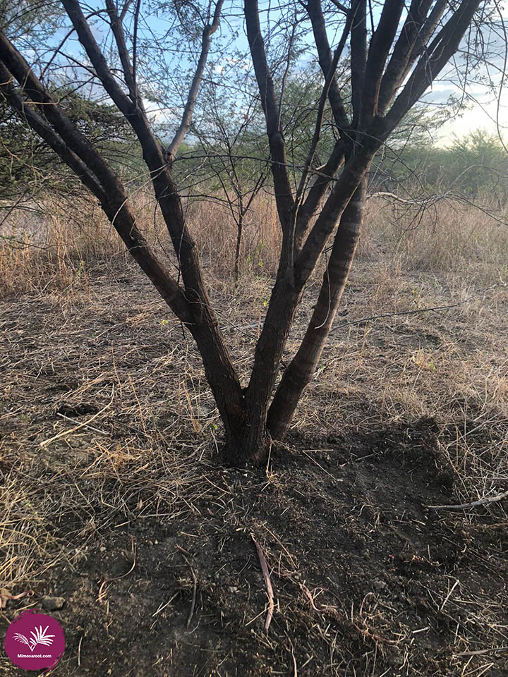 Harvesting from the Mimosa Hostilis root bark tree